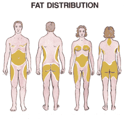Fat distribution